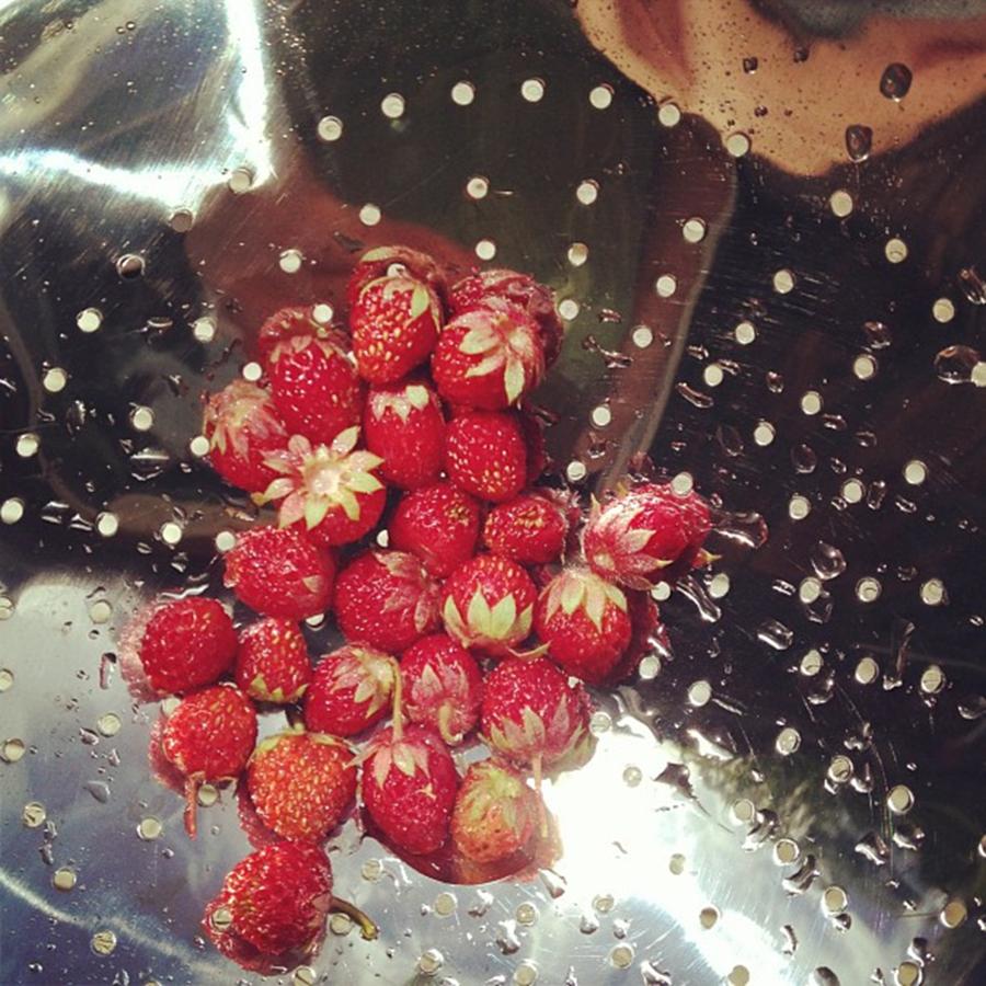 Strawberry Photograph - Wild Strawberries by Salamander Woods Studio-Homestead