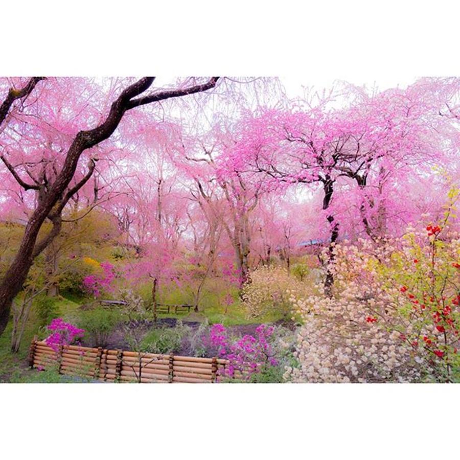 Spring Photograph - Instagram Photo #931460022128 by Mauoto Kakegawa