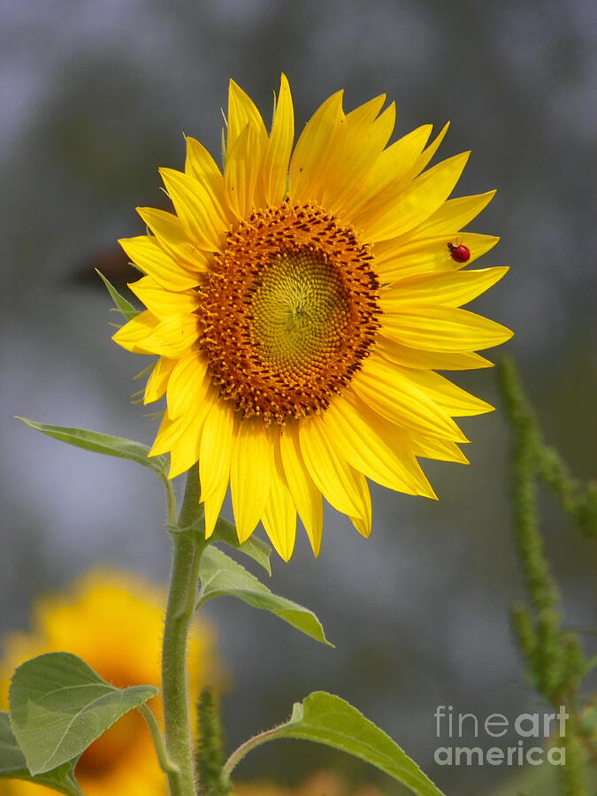 Nature Photograph - #933 D958 Best of Friends Colby Farm Sunflowers Newbury Massachusetts #933 by Robin Lee Mccarthy Photography