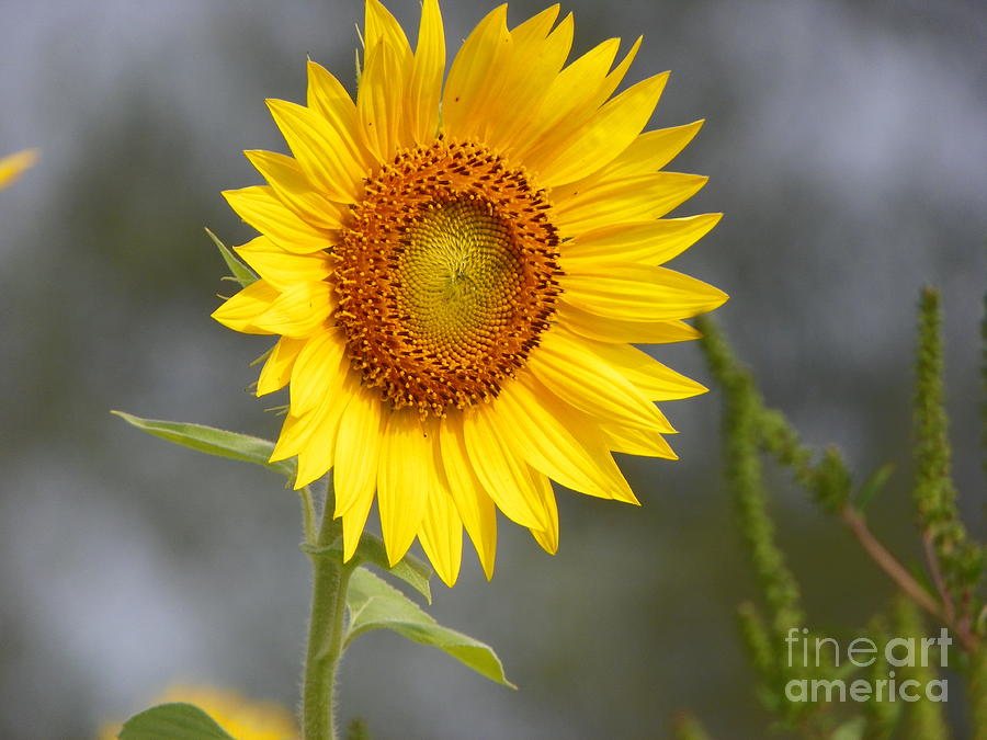Nature Photograph - #933 D959 You Brighten My Day Colby Farm Sunflowers Newbury Massachusetts #933 by Robin Lee Mccarthy Photography