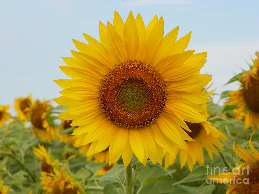Nature Photograph - #933 D963 You are my Sunshine Colby Farm Sunflowers #933 by Robin Lee Mccarthy Photography
