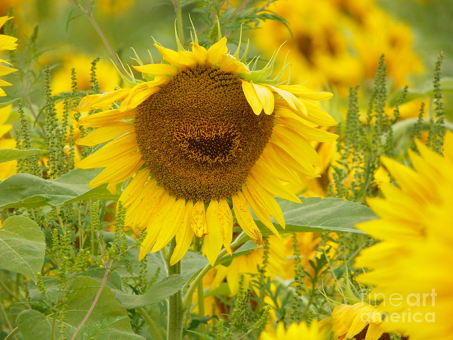 Nature Photograph - #933 D964 Plants Are People Too Colby Farm Sunflowers #933 by Robin Lee Mccarthy Photography