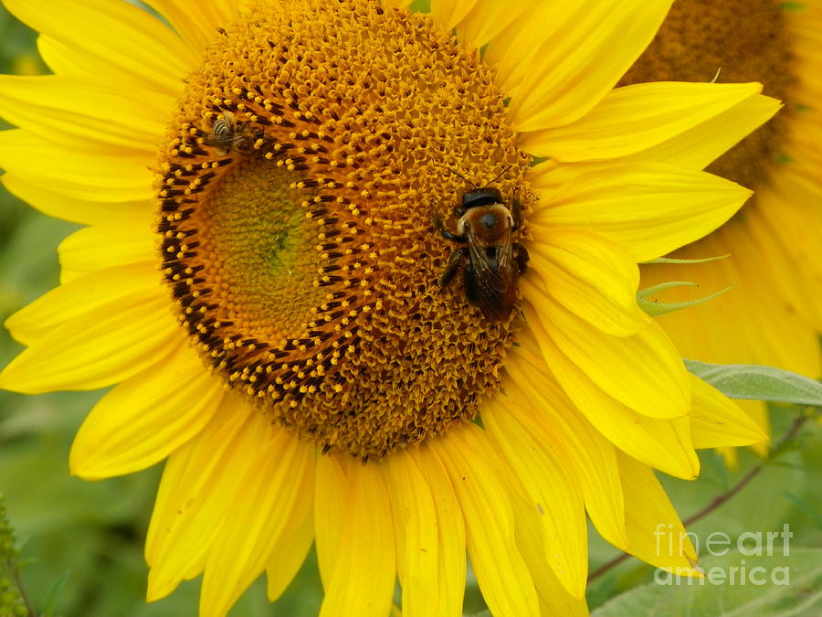 Nature Photograph - #933 D966 Honey Do Checklist Colby Farm Sunflowers #933 by Robin Lee Mccarthy Photography