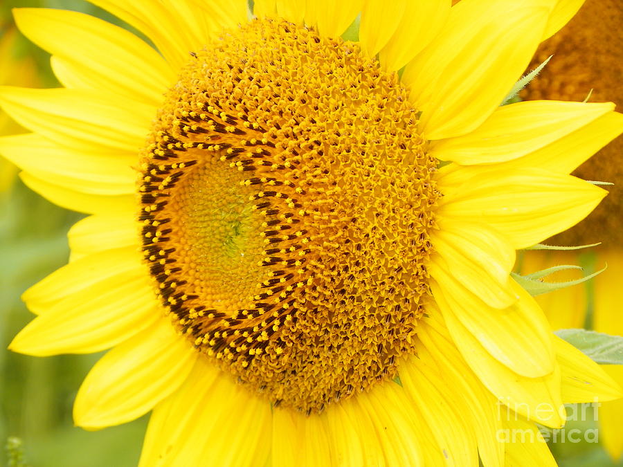 Nature Photograph - #933 D967 You Brighten My Day Colby Farm Sunflowers #933 by Robin Lee Mccarthy Photography