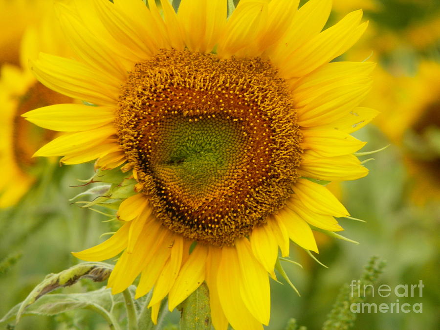 Nature Photograph - #933 D969 Colby Farm Sunflowers #933 by Robin Lee Mccarthy Photography