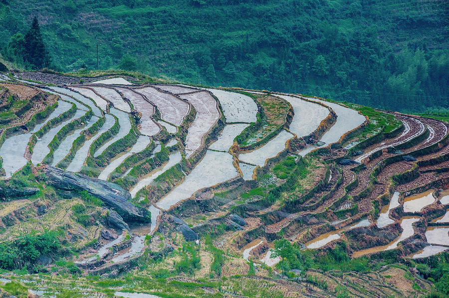 Longji terraced fields scenery #95 Photograph by Carl Ning
