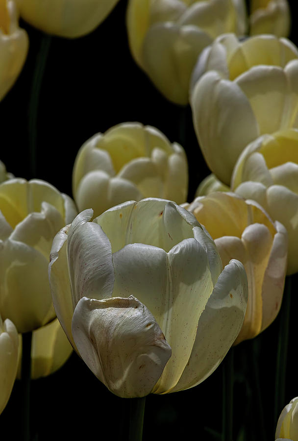 Tulips #95 Photograph by Robert Ullmann