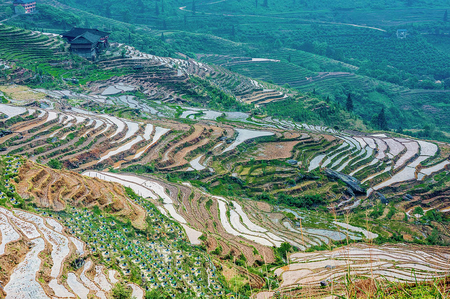 Longji terraced fields scenery #96 Photograph by Carl Ning