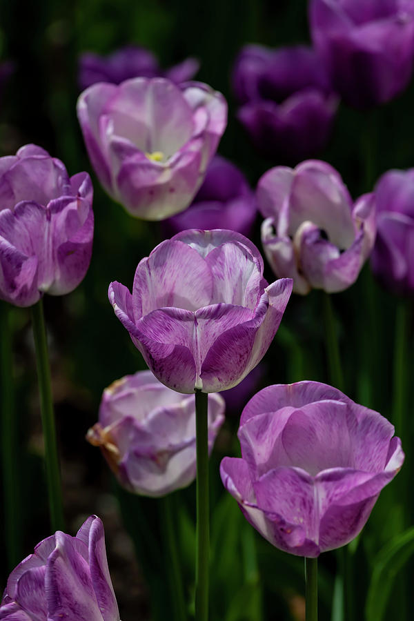 Tulips #96 Photograph by Robert Ullmann