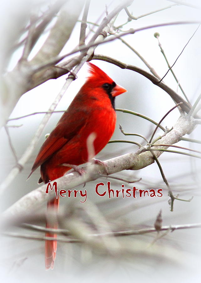 9626 Christmas Cardinal Card Photograph By Travis Truelove