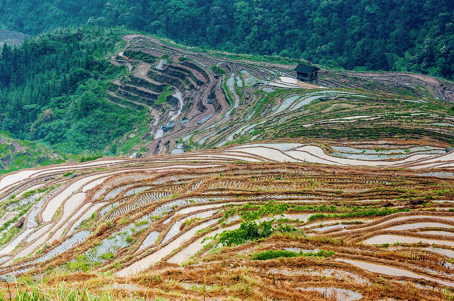 Longji terraced fields scenery #97 Photograph by Carl Ning
