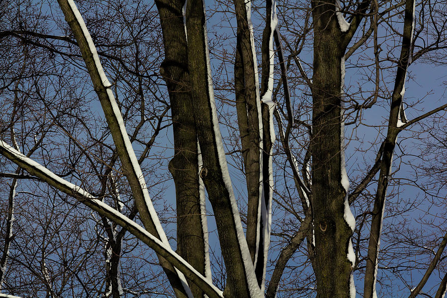Snow and Trees #97 Photograph by Robert Ullmann