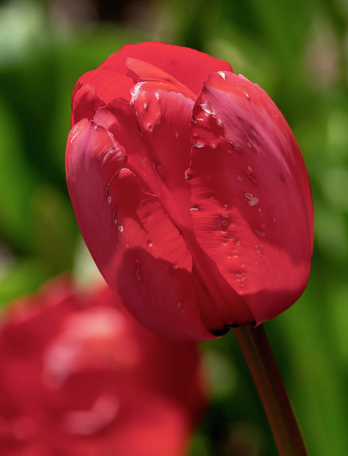 Tulips #97 Photograph by Robert Ullmann