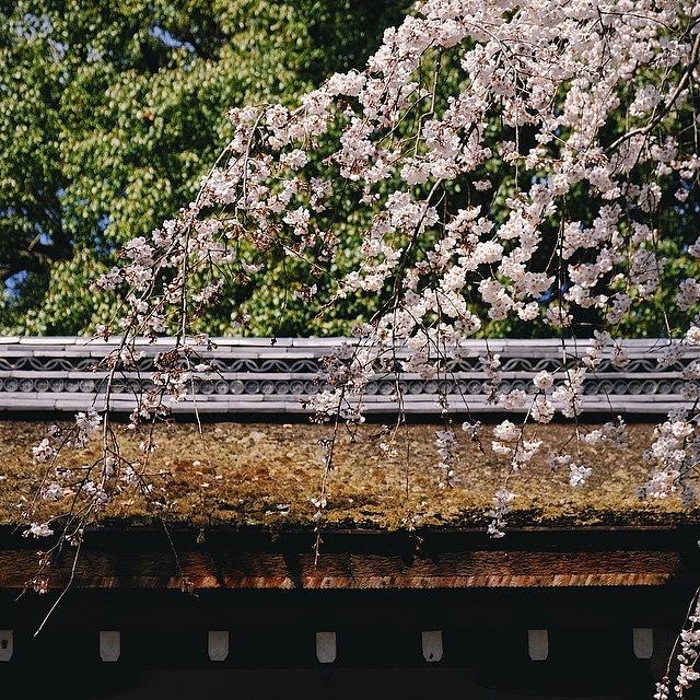 Spring Photograph - Sakura #5 by Yasuhito Shimizu