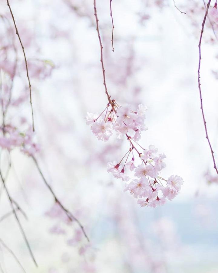 Flower Photograph - Instagram Photo #971526190044 by Toshinori Inomoto