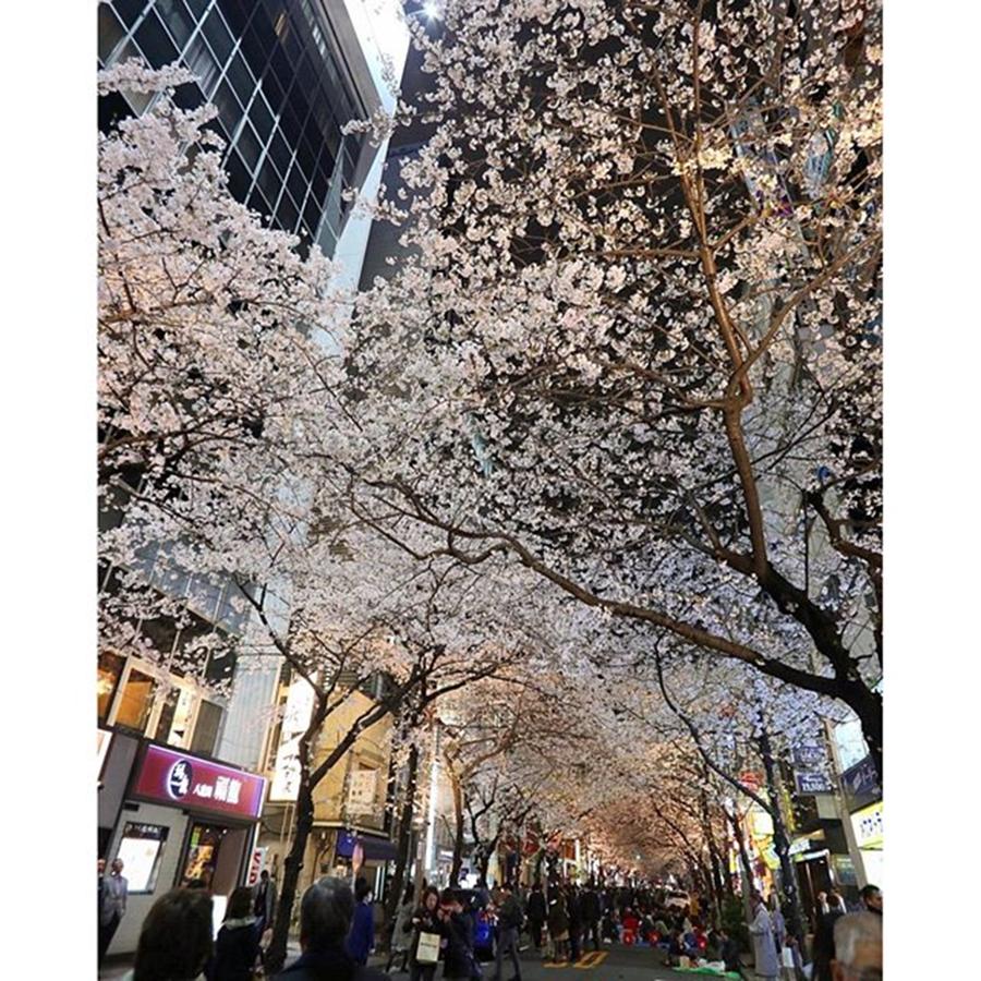 Cherryblossom Photograph - Instagram Photo #981459511650 by Hideki Sato