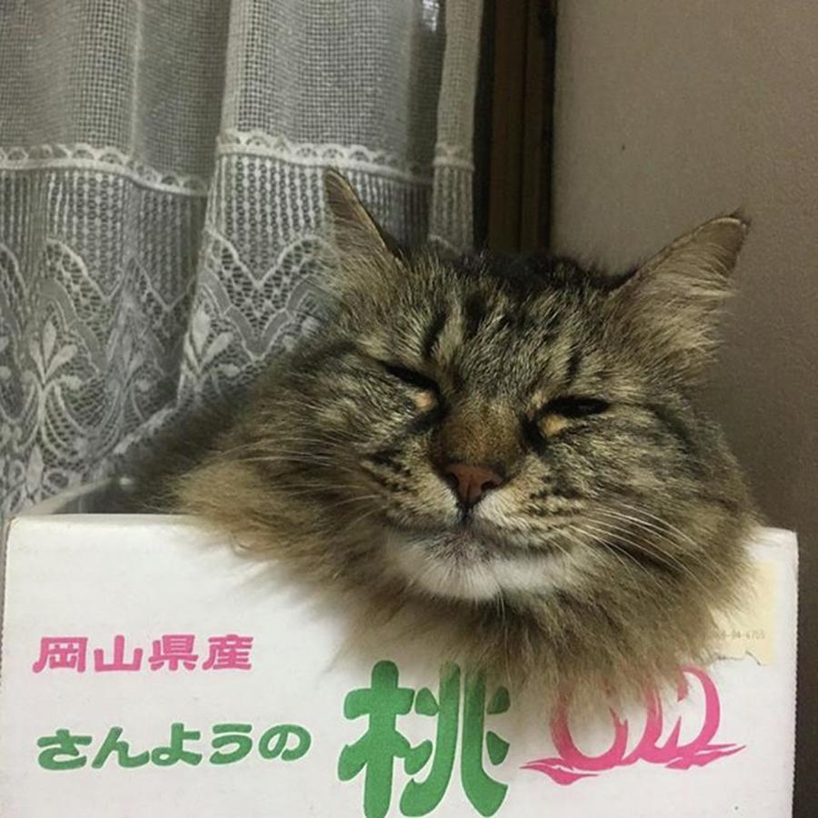 Cat Photograph - Instagram Photo #981464532736 by Natsuki Kubota