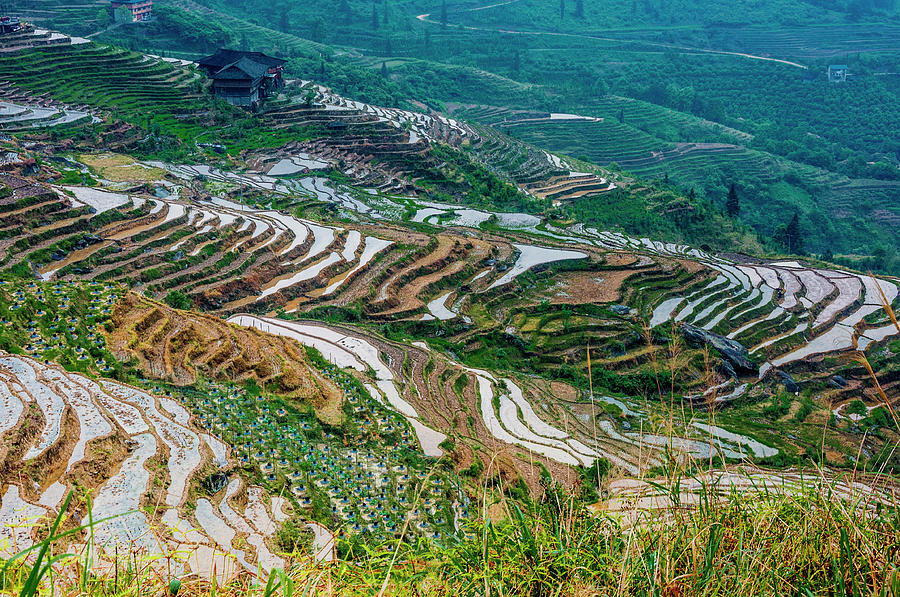 Longji terraced fields scenery #99 Photograph by Carl Ning