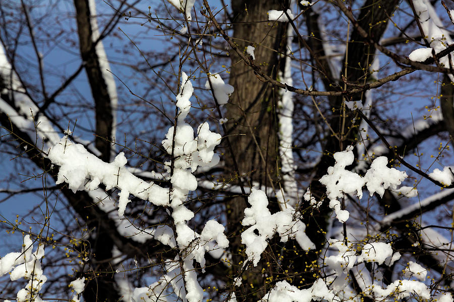 Snow and Trees #99 Photograph by Robert Ullmann