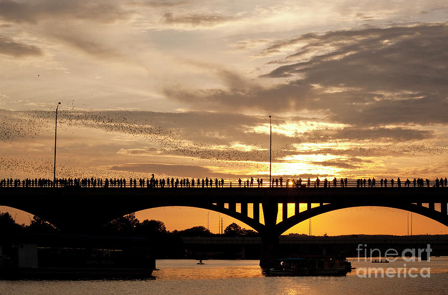 Bat Photograph - A A vivid golden sunset greets spectators in silhouette as the streams of bats exit the Bridge by Dan Herron