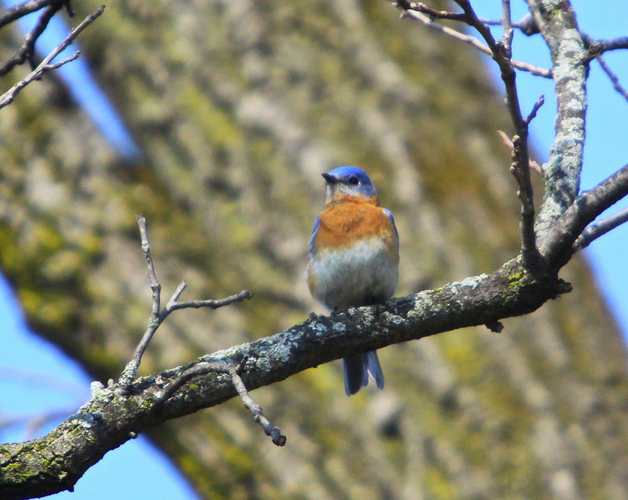 Spring Photograph - A Afternoon with Mr Blue bird by Robert Pearson
