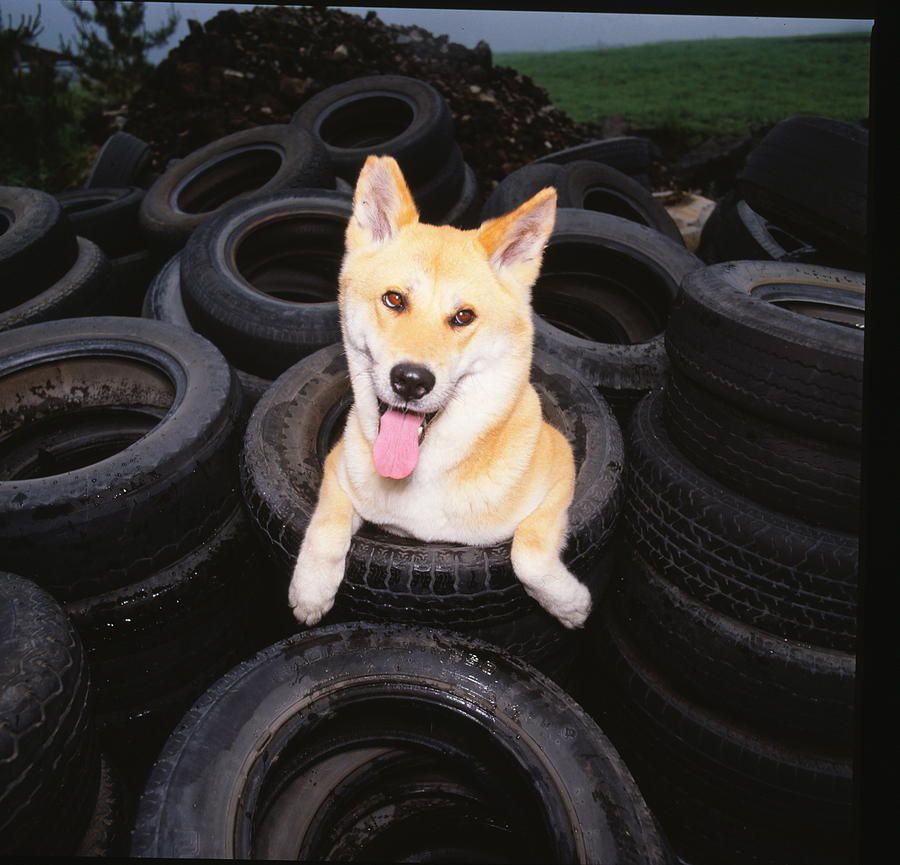 Dog Photograph - A Akita on tire by Cica Oyama