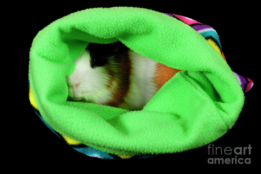 American Guinea Pigs - Cavia porcellus #19 Photograph by Anthony Totah