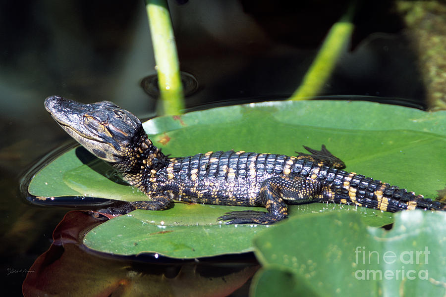 Amphibians Photograph - A baby alligator resting on a lilly pad by John Harmon