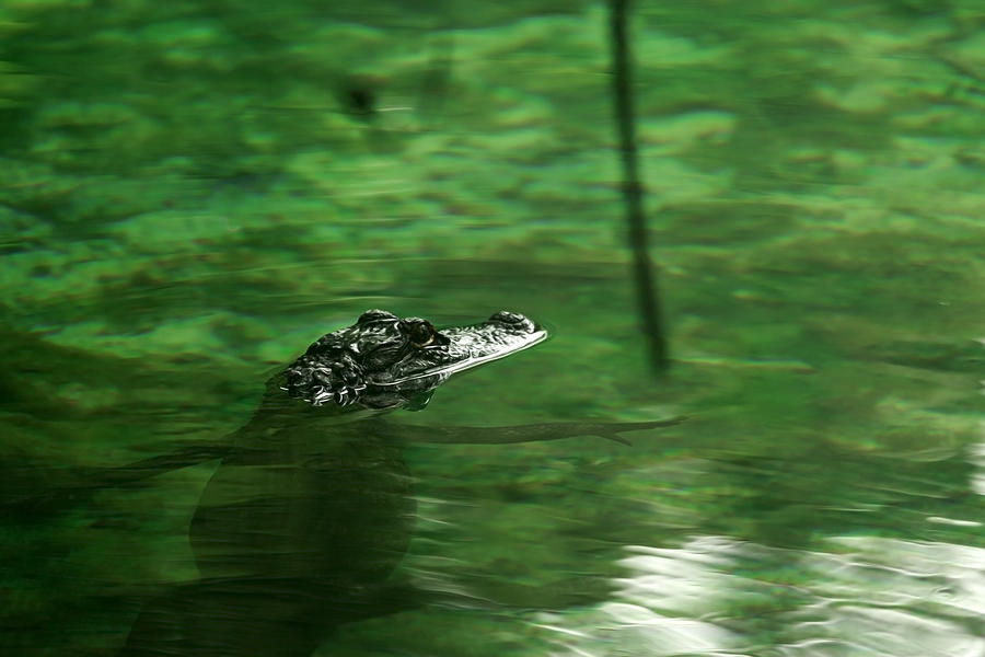 A Baby Alligator Waits Photograph by Travis Rogers