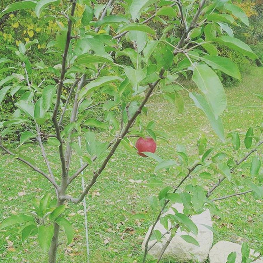 baby green apple tree