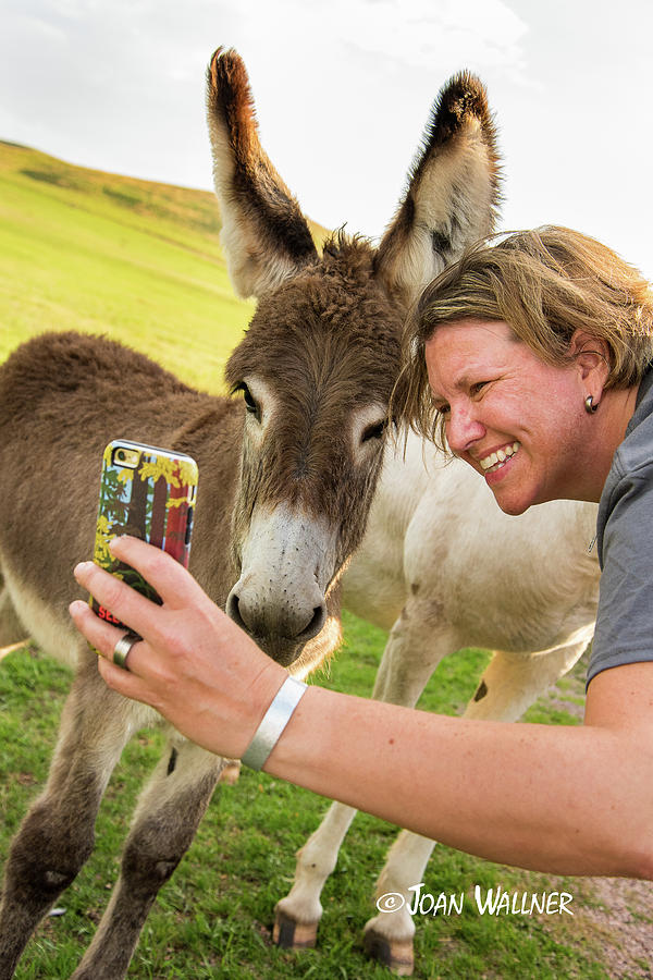 A Baby Burros First Selfie Photograph by Joan Wallner