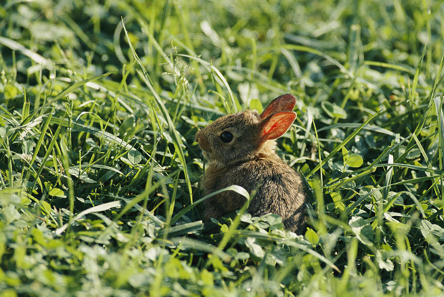 bashful cottontail bunny small