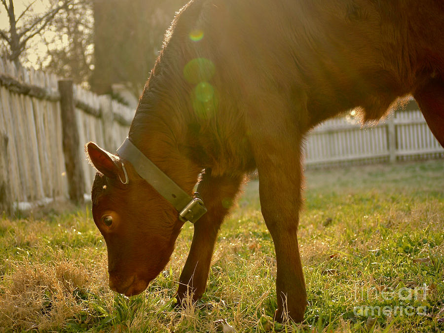 A Baby Devon Cow Photograph by Rachel Morrison