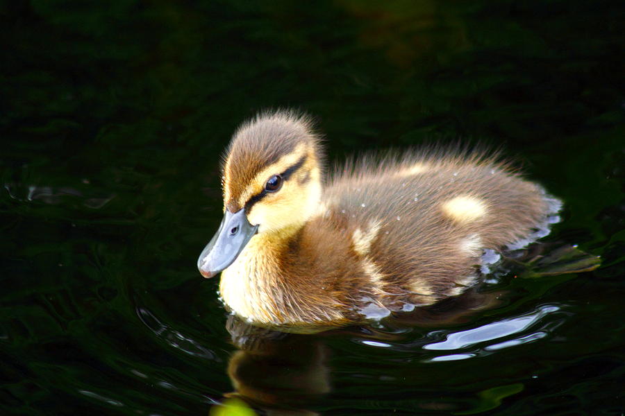 A baby duckling on water Photograph by Gary Corbett