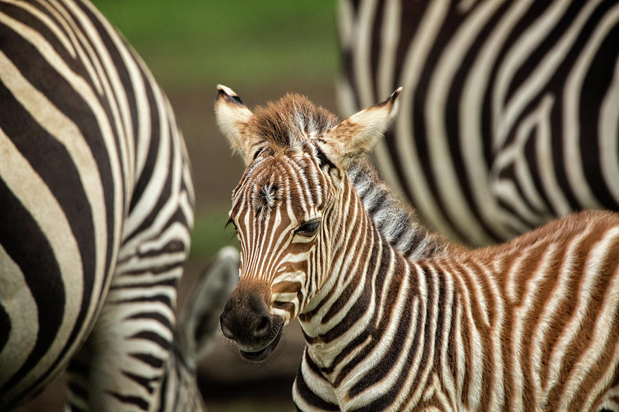 A Baby Foal Zebra Shows its Stripes Photograph by Steven Upton