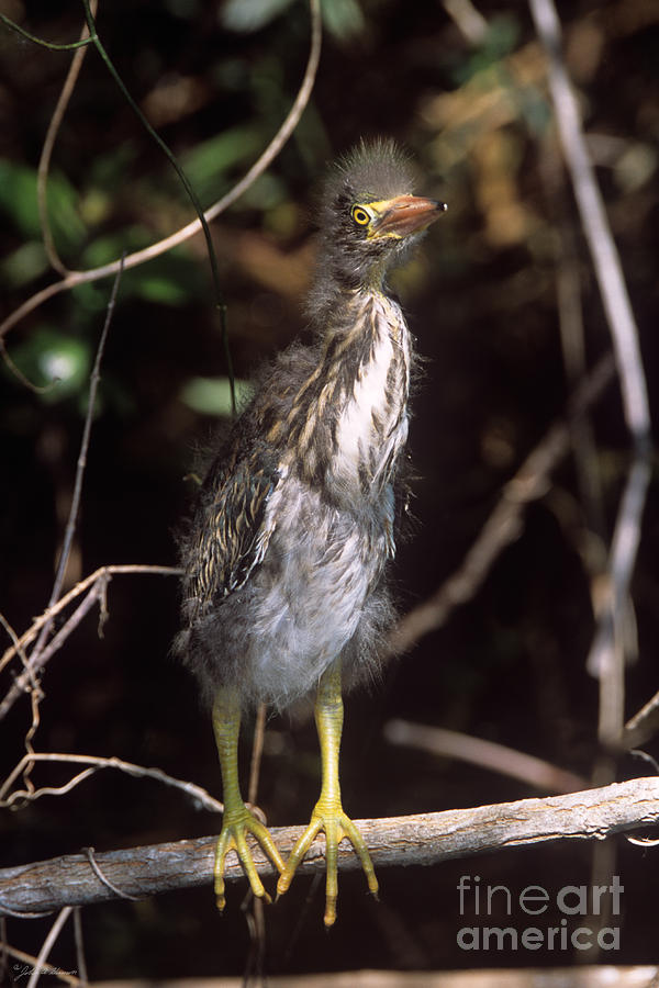 A Baby Green Heron Stretched Out peering into the Camera Photograph by John Harmon
