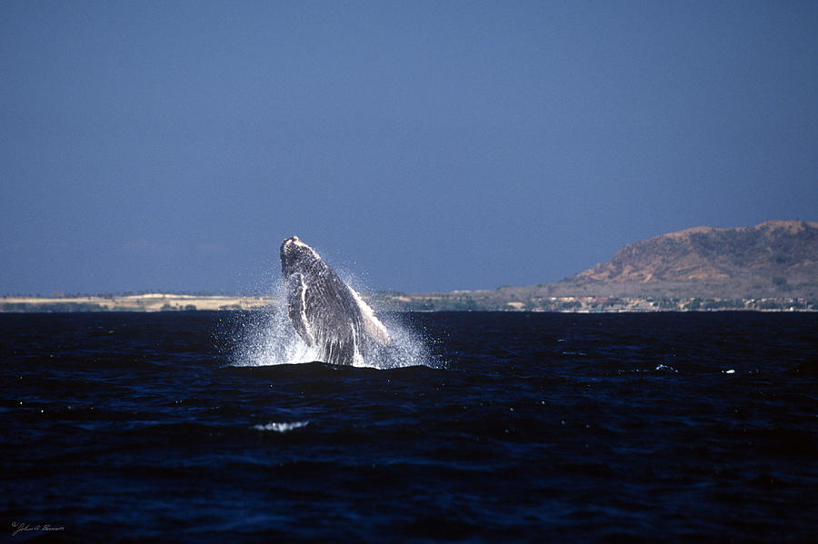 A baby humped backed whale breeching in Banderous Bay Mexico Photograph by John Harmon