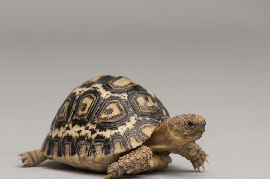 A Baby Leopard Tortoise At The Lincoln Photograph by Joel Sartore