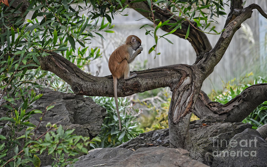 Tree Photograph - A Baby Patas Monkey on a Branch  by Jim Fitzpatrick