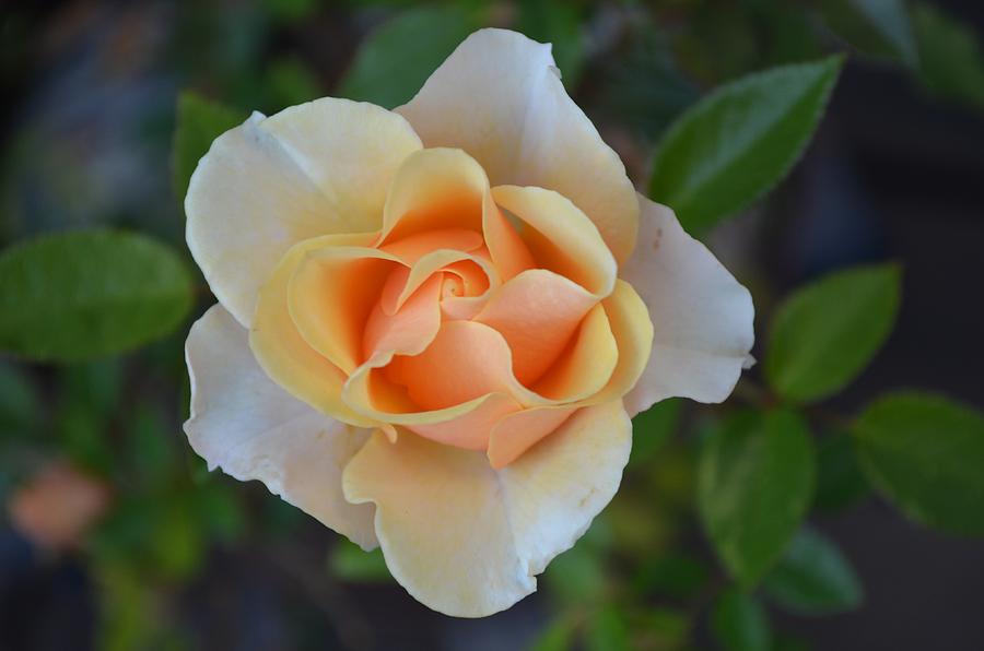 A Baby Rose Photograph by  