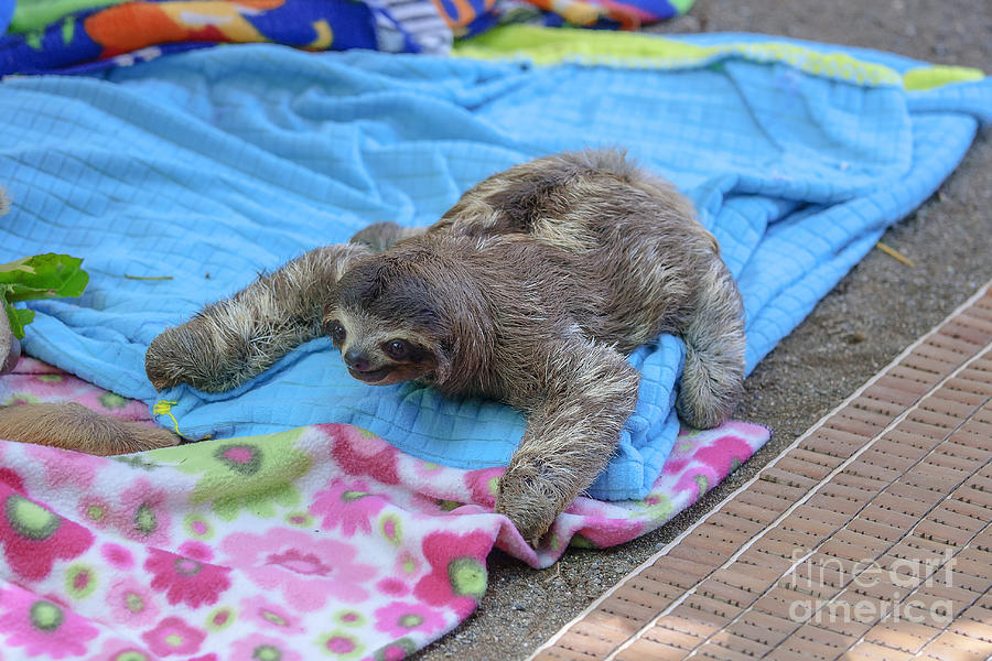 A baby sloth on colorful blankets Photograph by Patricia Hofmeester