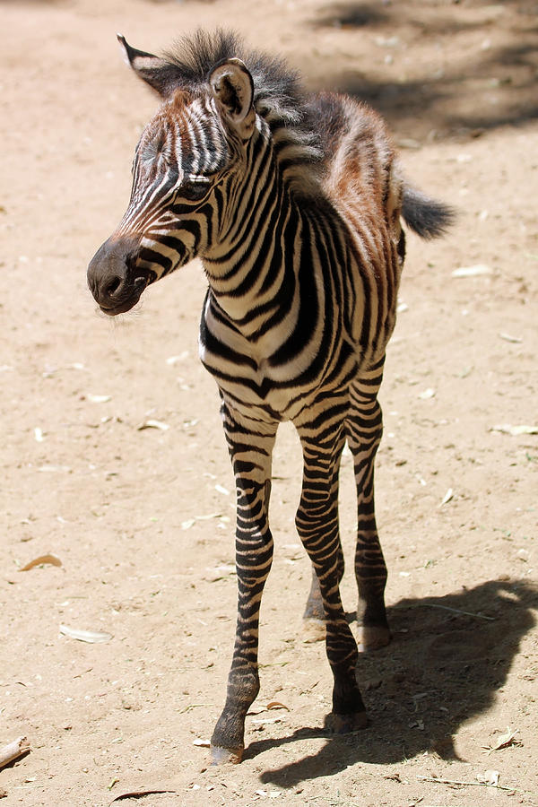 A Baby Zebra Stands on His Long Skinny Legs Photograph by Derrick