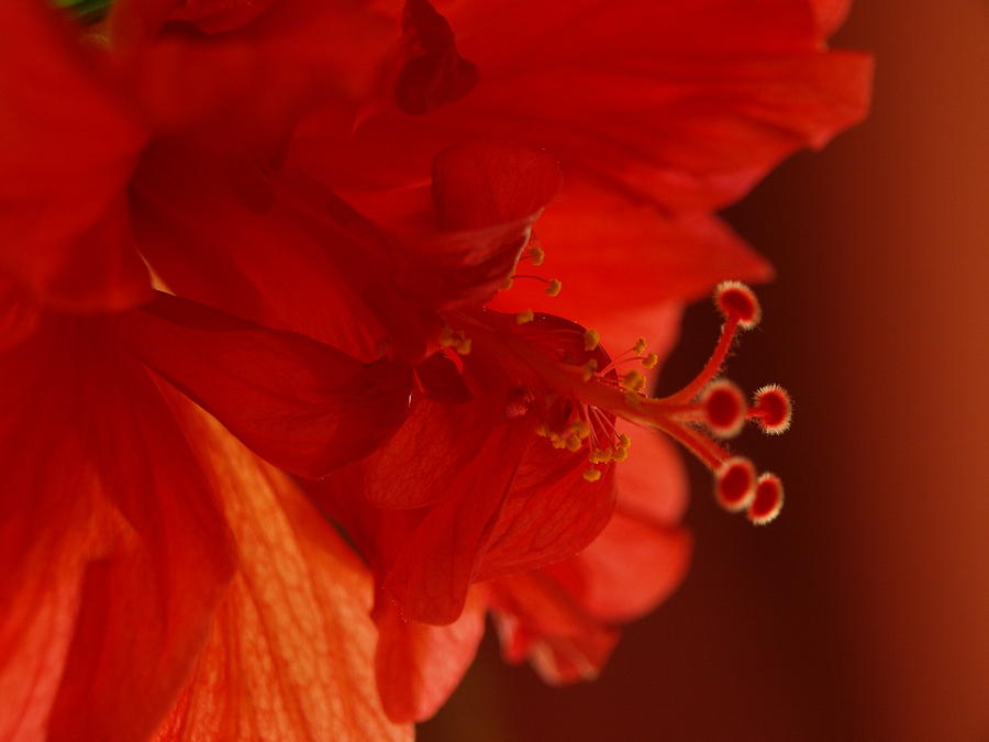 A Backlit Hibiscus Photograph by Jeffrey Peterson