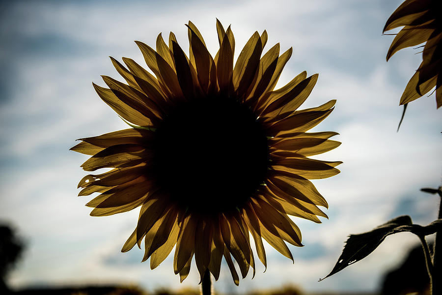 A Backlit Sunflower Photograph by Anthony Doudt