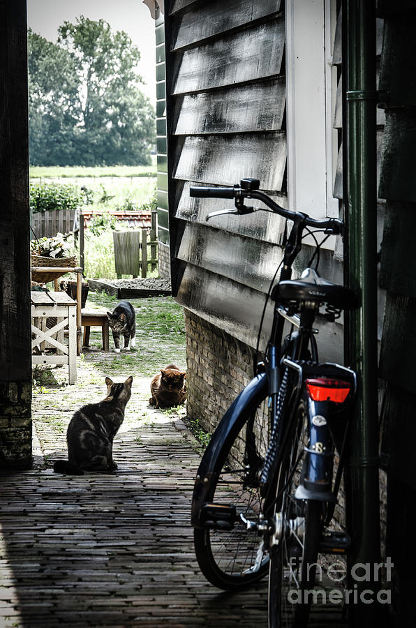 A backstreet with cats and bicycle in Marken Photograph by RicardMN Photography