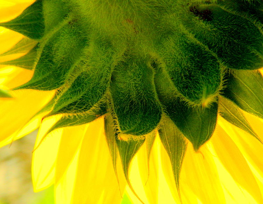 Sunflower Photograph - A Backward Glance by Arlane Crump