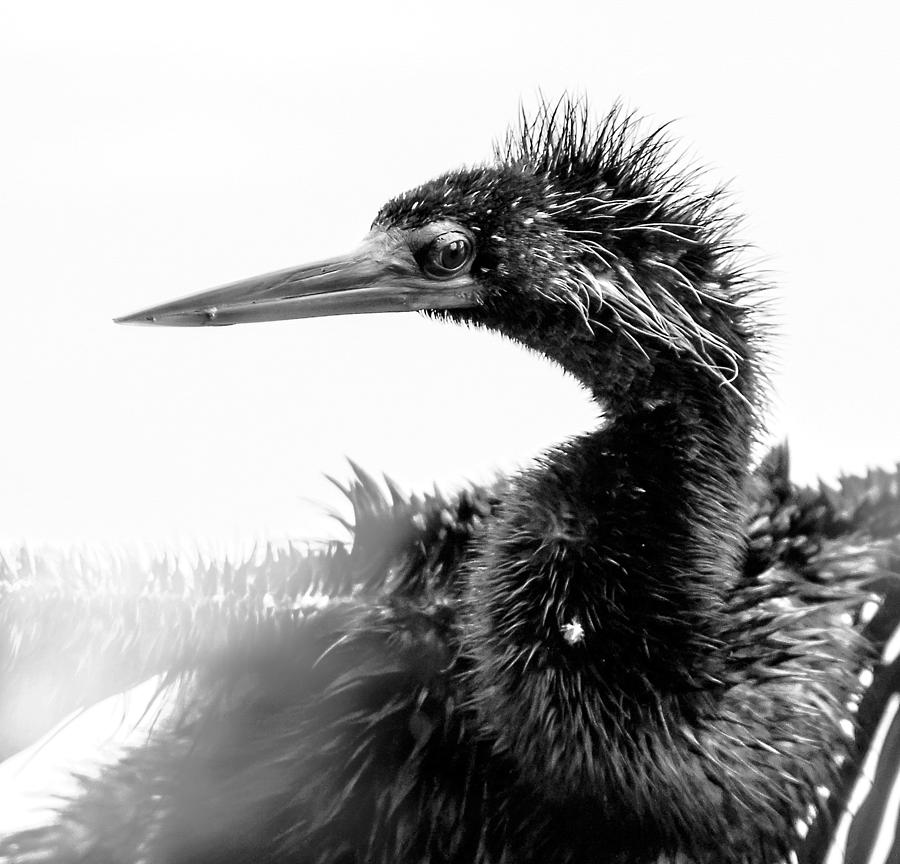 Anhinga Photograph - A bad Hair Day BW by Norman Johnson