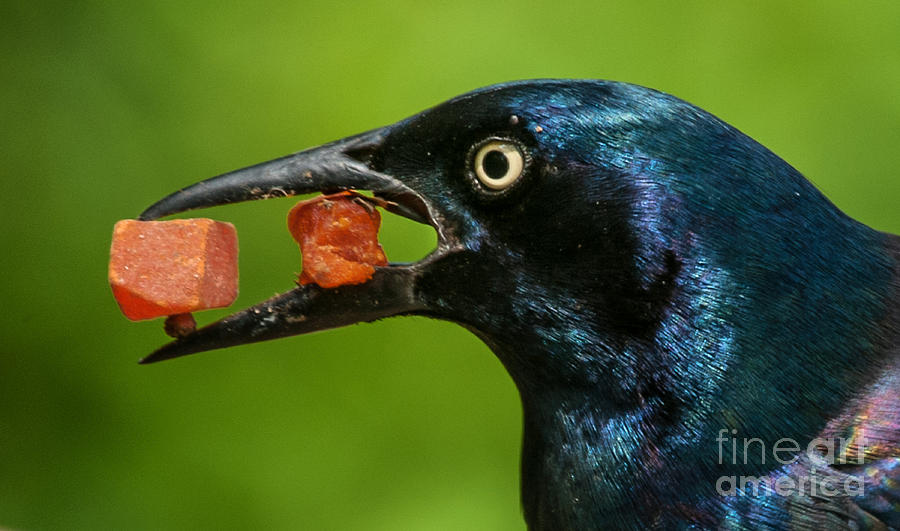 A Balanced Meal For a Grackle Photograph by Jim Moore