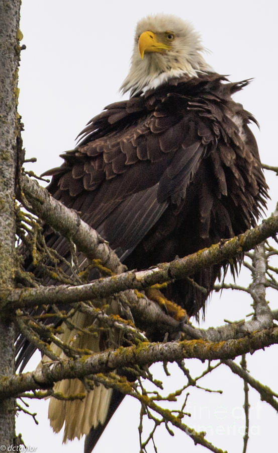 A Bald Eagle at Guard Photograph by David Taylor