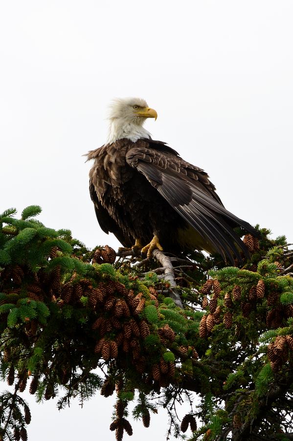 Wildlife Photograph - A Bald Eagle in all its Grandeur by Patricia Twardzik